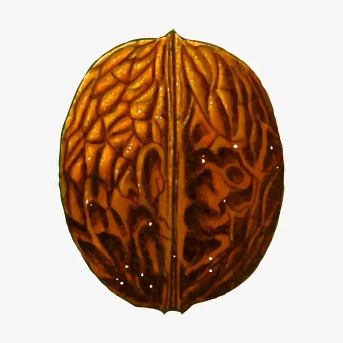 Walnut food clipart, vintage illustration