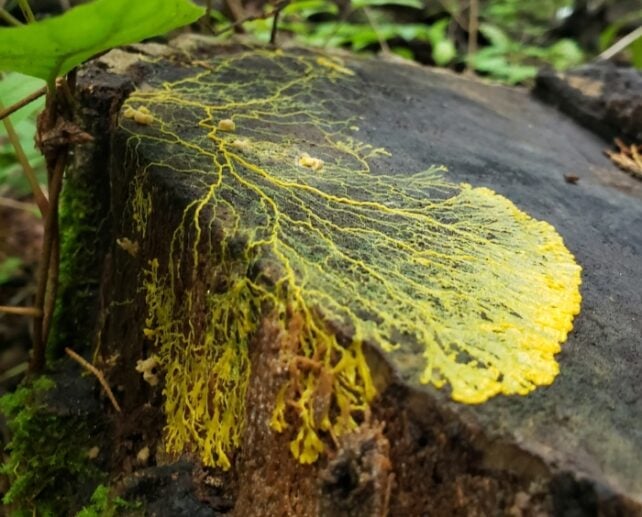 1781190622_physarum-forest-642x517.jpg