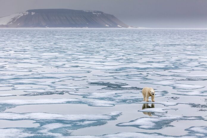 polar-bear.jpg